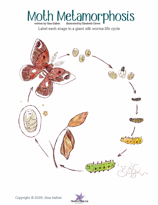 Lesson Plan & Activities: Moth Metamorphosis