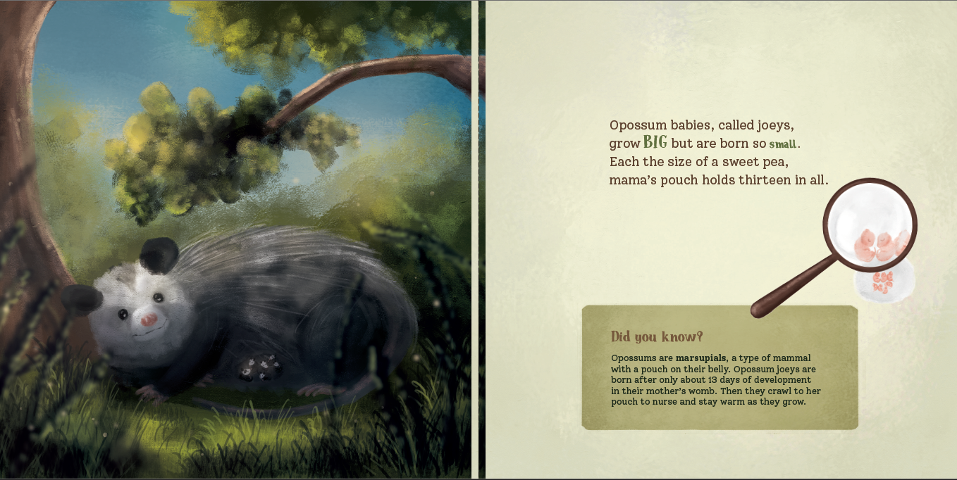 Opossum Opposites: Get to Know Our Misunderstood Marsupial