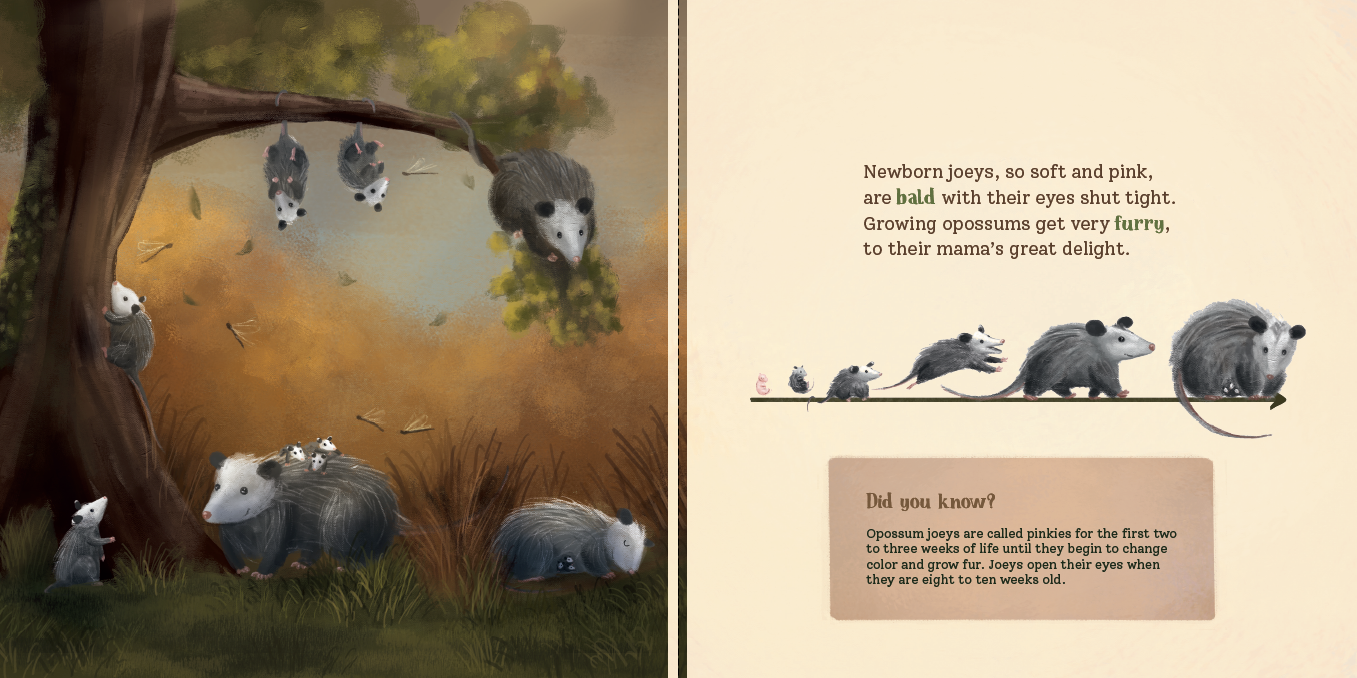 Opossum Opposites: Get to Know Our Misunderstood Marsupial